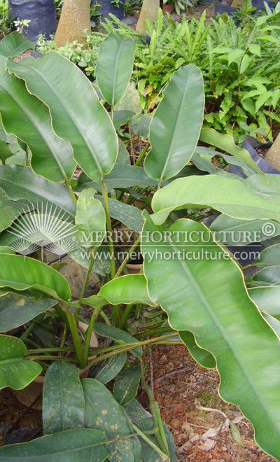 Philodendron golden wave